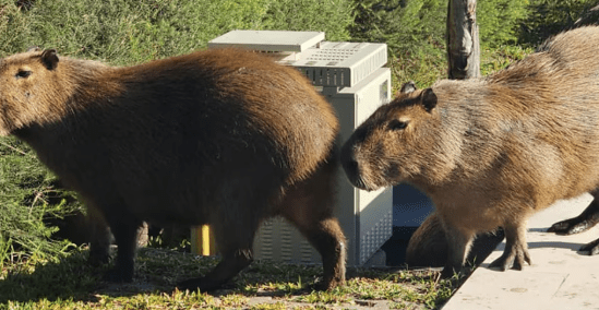 Scioli anunció vacuna anticonceptiva y traslado de carpinchos en&nbsp;Nordelta