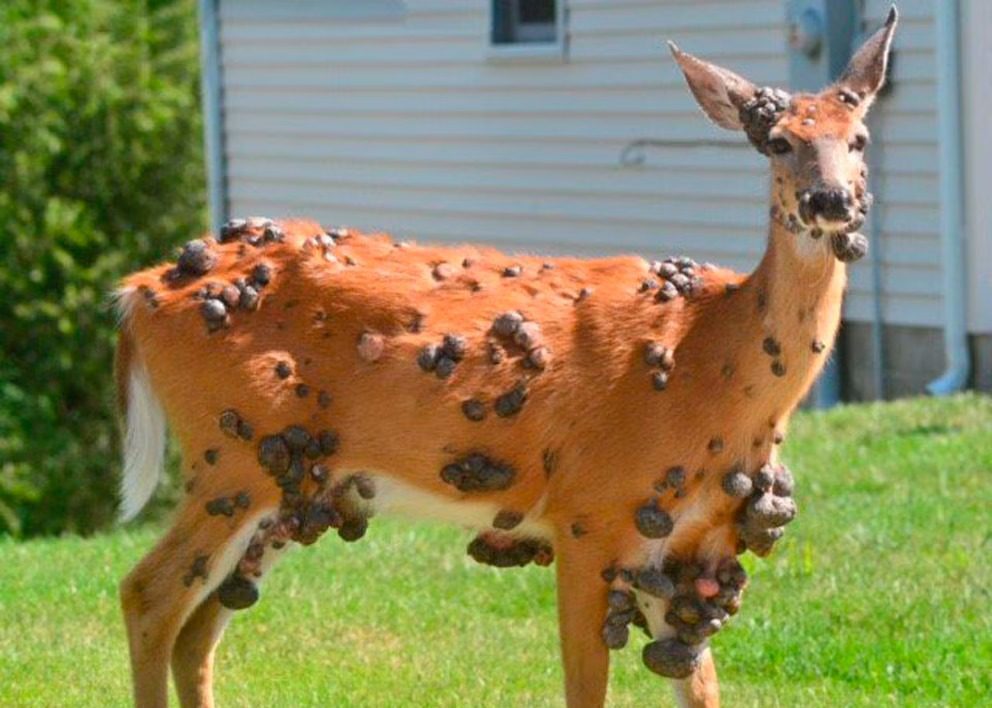 Científicos explican los impactantes bultos registrados en ciervos de&nbsp;EE.UU.