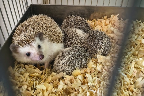 Rescataron a 87 erizos africanos en un criadero ilegal en&nbsp;Balvanera